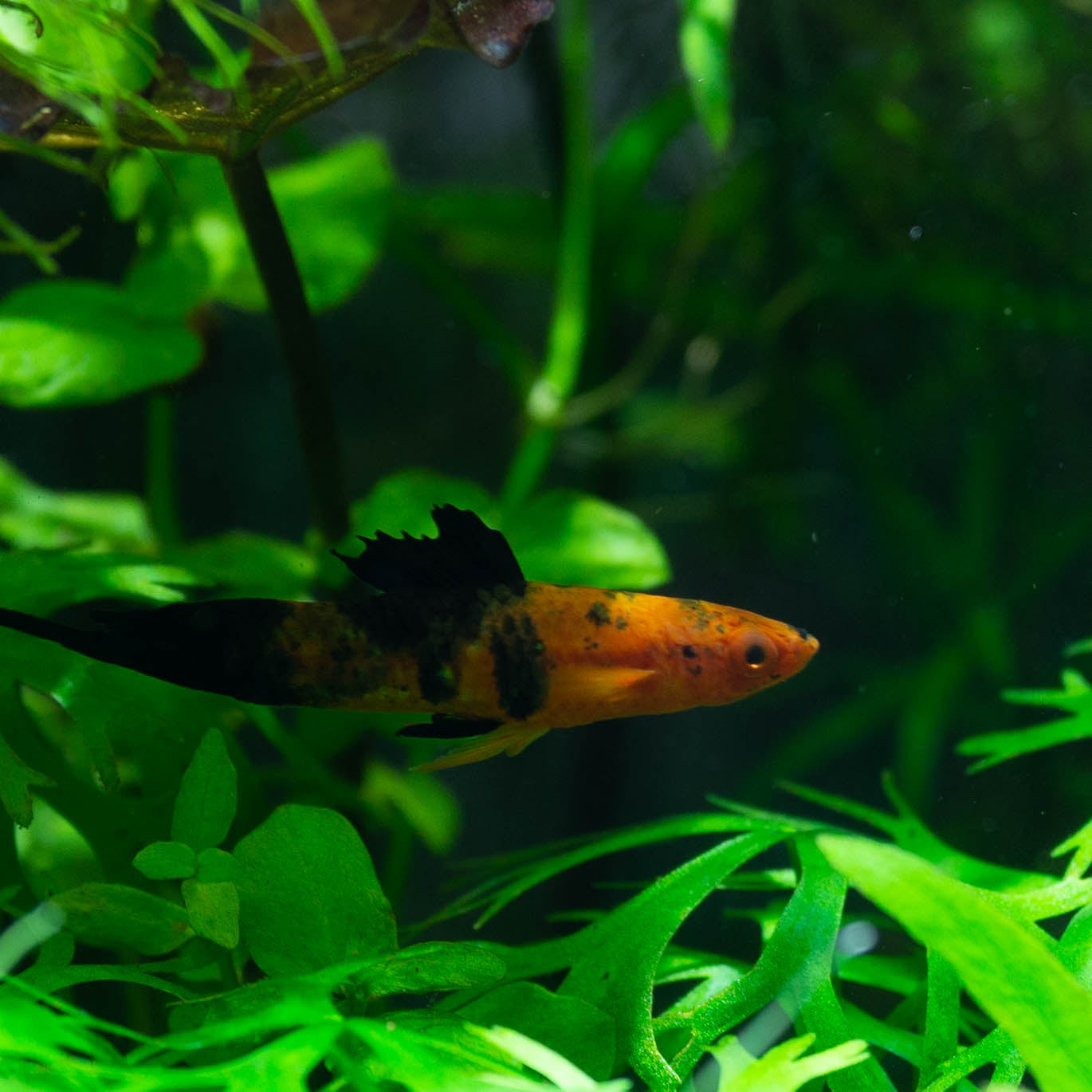 The Impact of Water Parameters on Plant Fertilization: Nurturing Your Aquatic Garden with Hector's Everything Aquatic Plant Fertilizer
