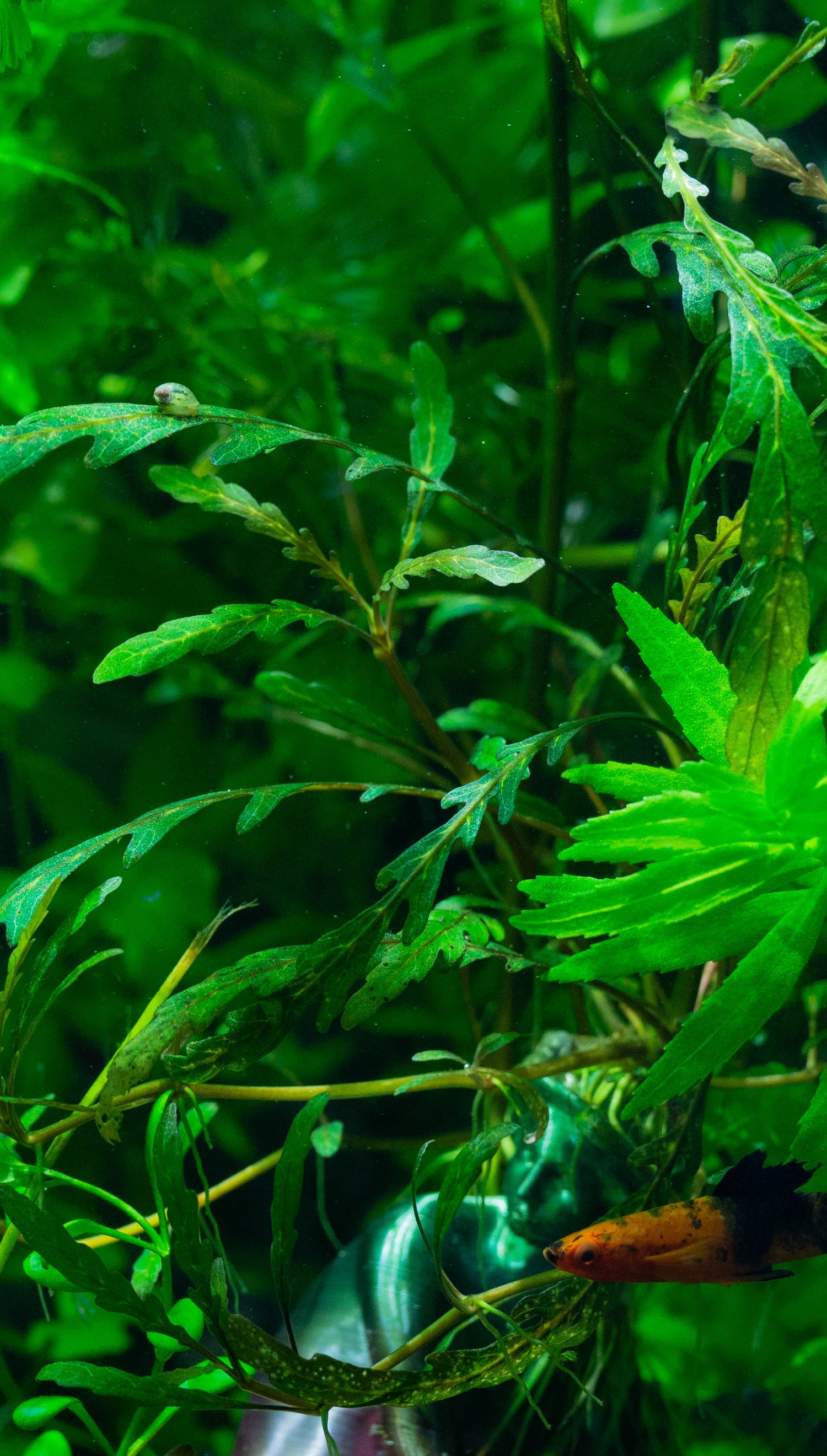 Trim your plants