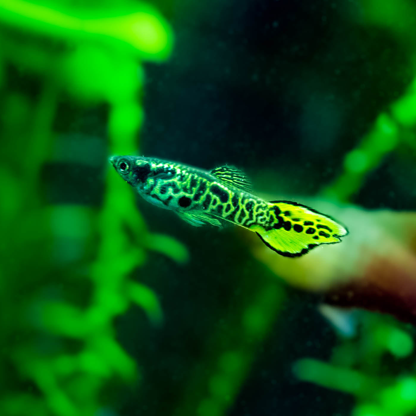 Fertilizing Plants in Low-Tech vs. High-Tech Aquariums: Finding the Right Balance with Hector's Everything Aquatic Plant Fertilizer