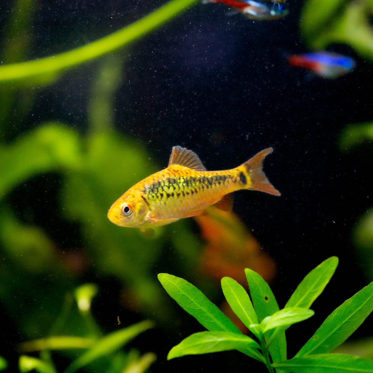 Balancing Light and Nutrients for Aquatic Plant Growth: A Guide with Hector's Everything Aquatic Plant Fertilizer