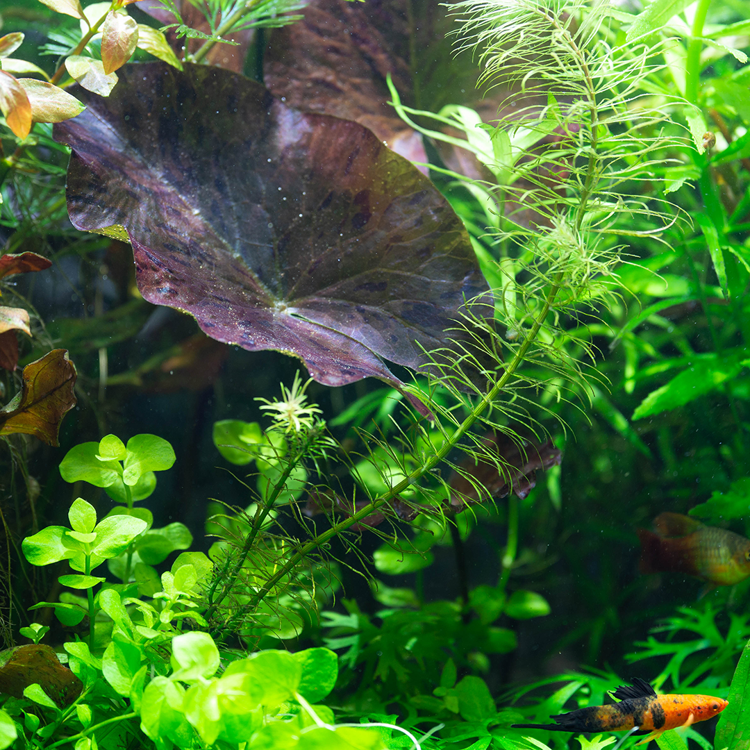 aquatic plants in aquarium