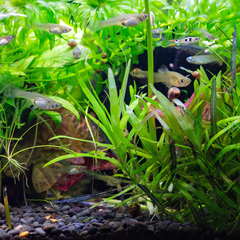 aquatic plants in aquarium